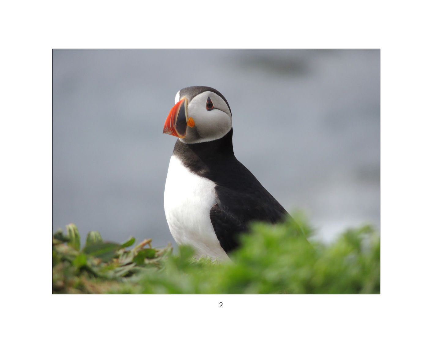 The Adventures of Parker Puffin