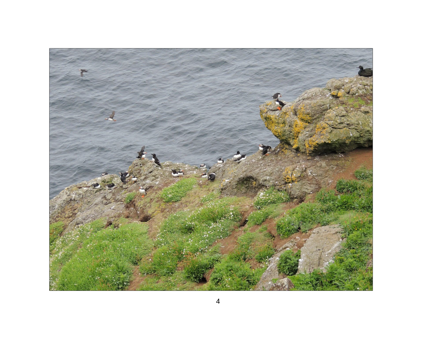 The Adventures of Parker Puffin