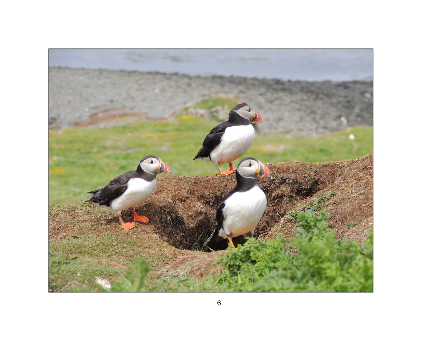 The Adventures of Parker Puffin