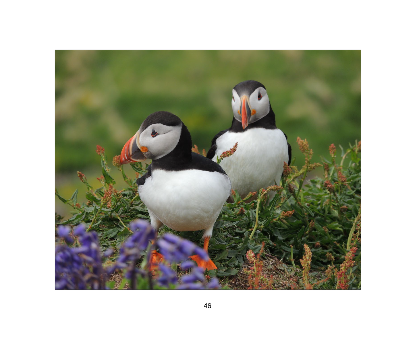 The Adventures of Parker Puffin