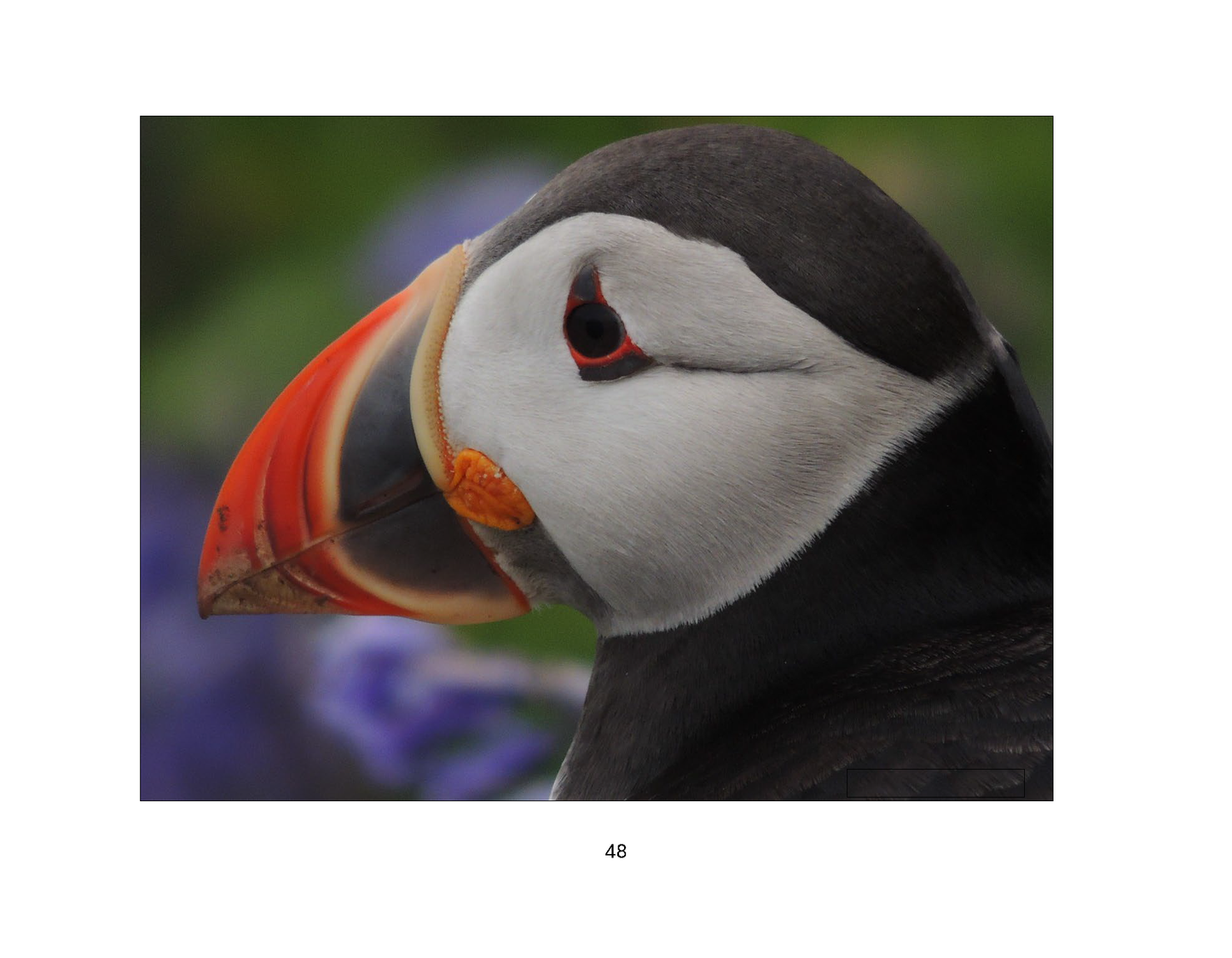 The Adventures of Parker Puffin