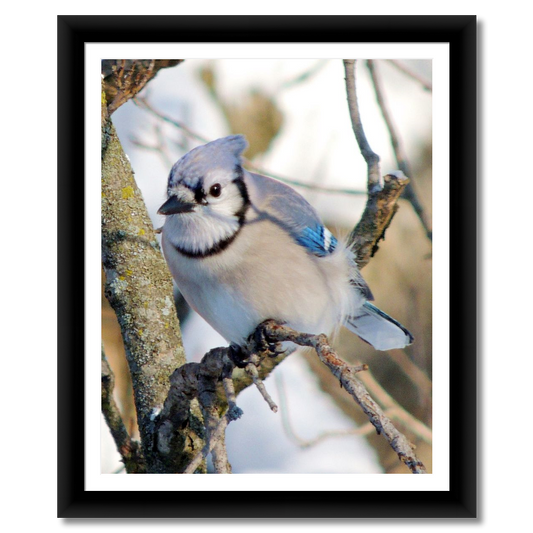 Blue Jay