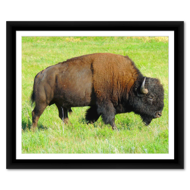 Magnificent Buffalo