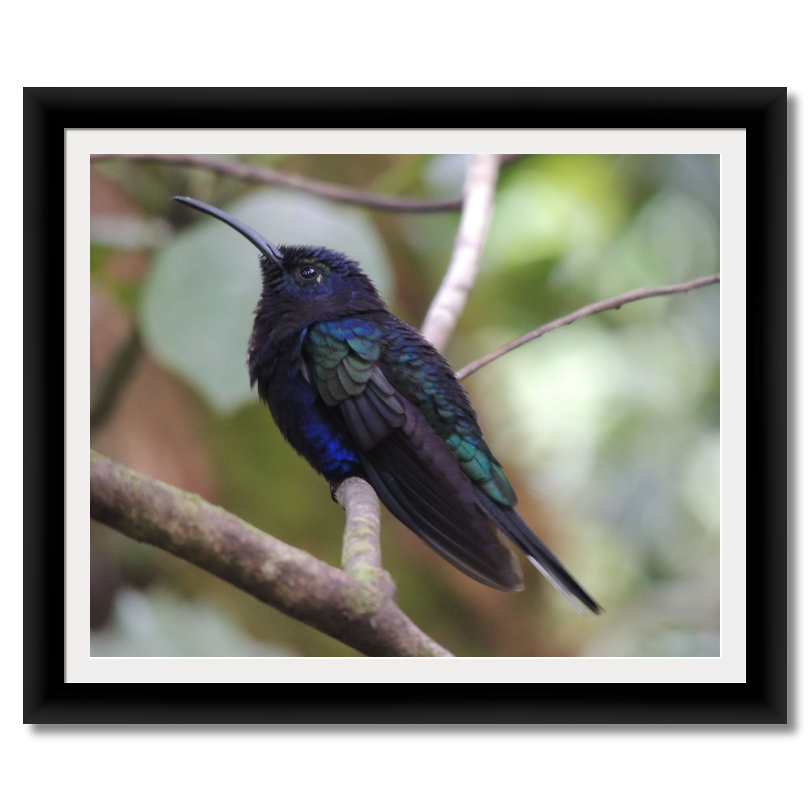 Violet Sabre-Wing Hummingbird