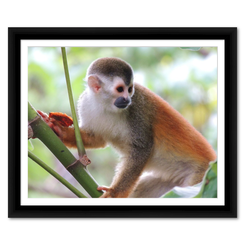 Costa Rician Squirrel Monkey