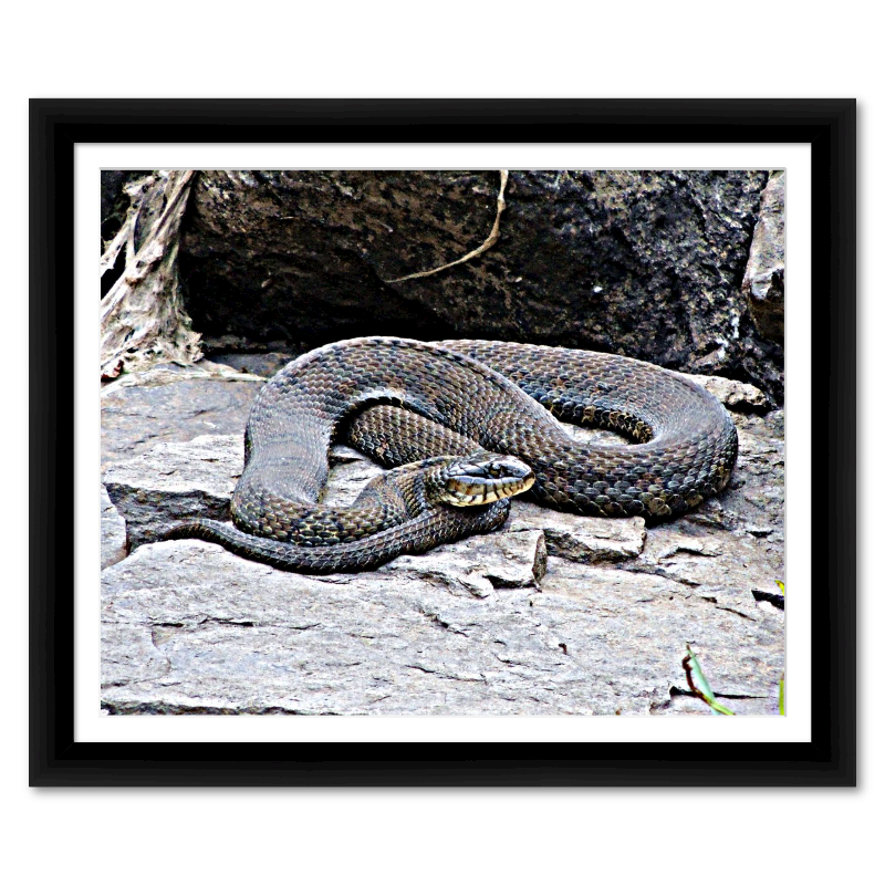 Beautiful Snake Colors of the Rainbow