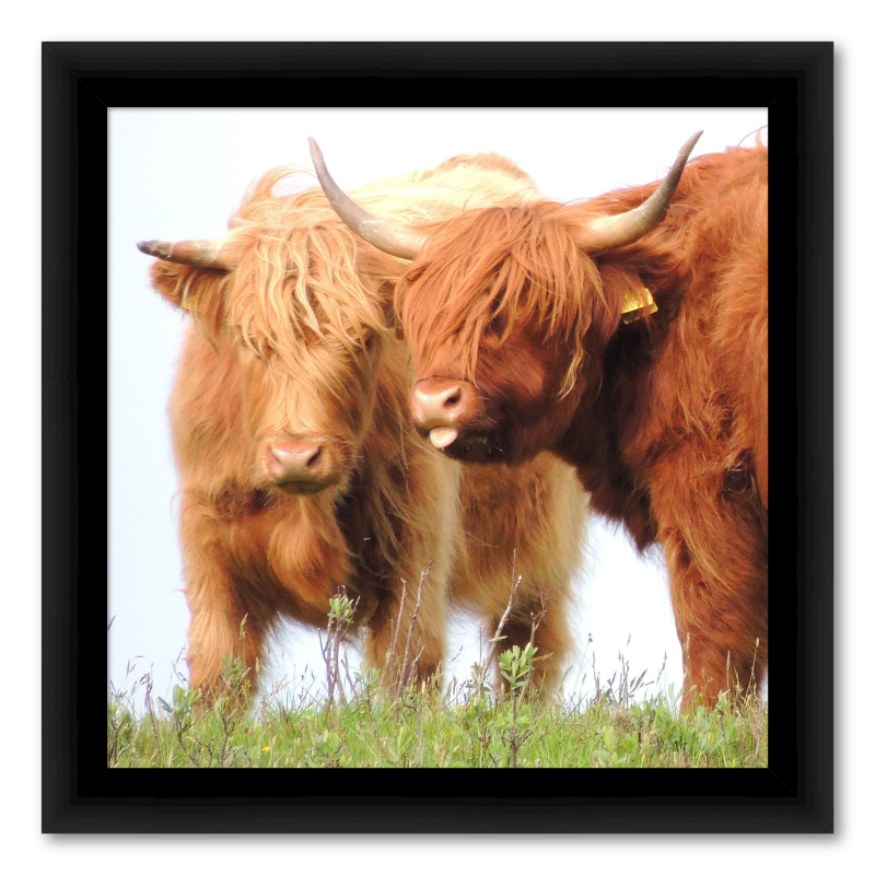 Highland Cows from Scotland