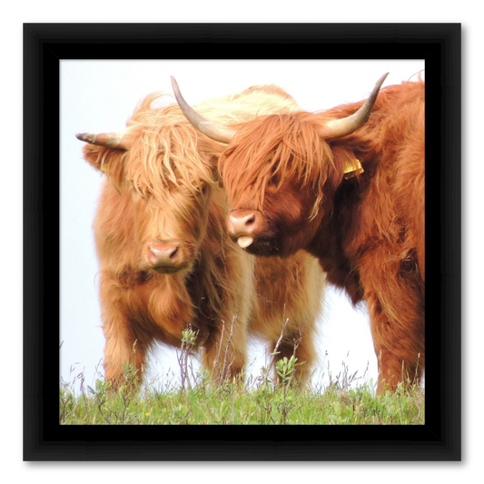 Highland Cows from Scotland
