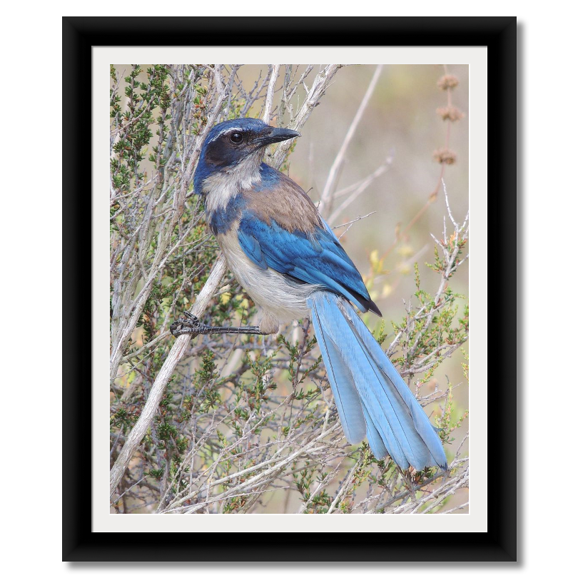 Scrub Jay