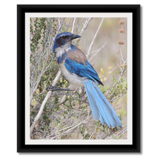 Scrub Jay