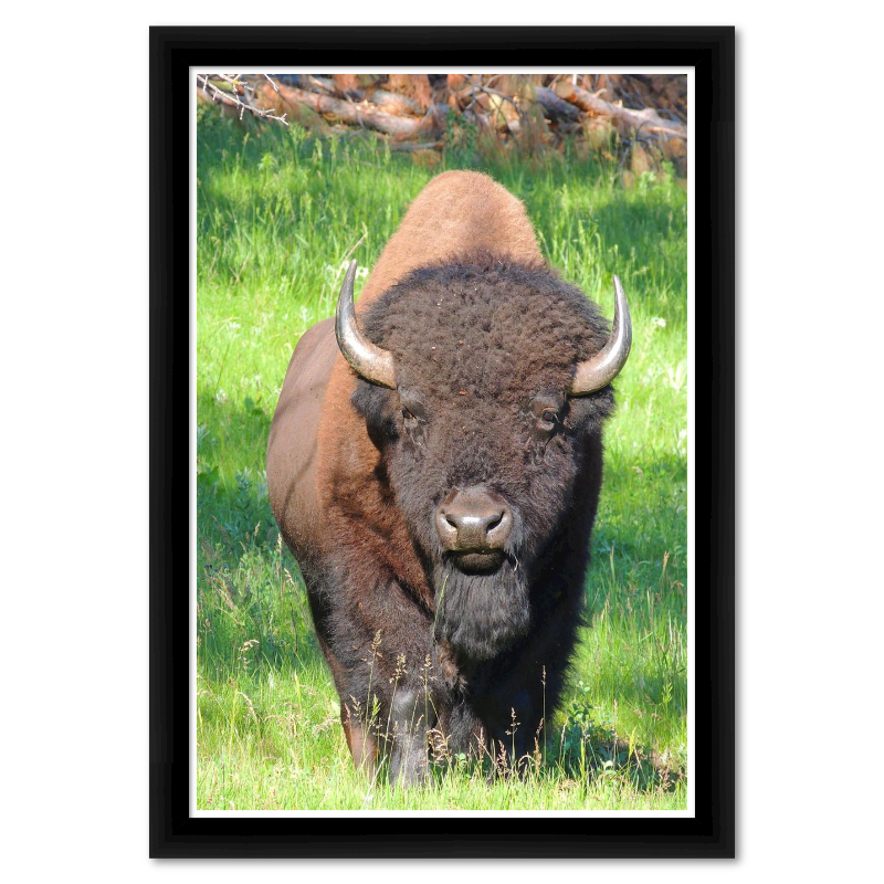 American Bison