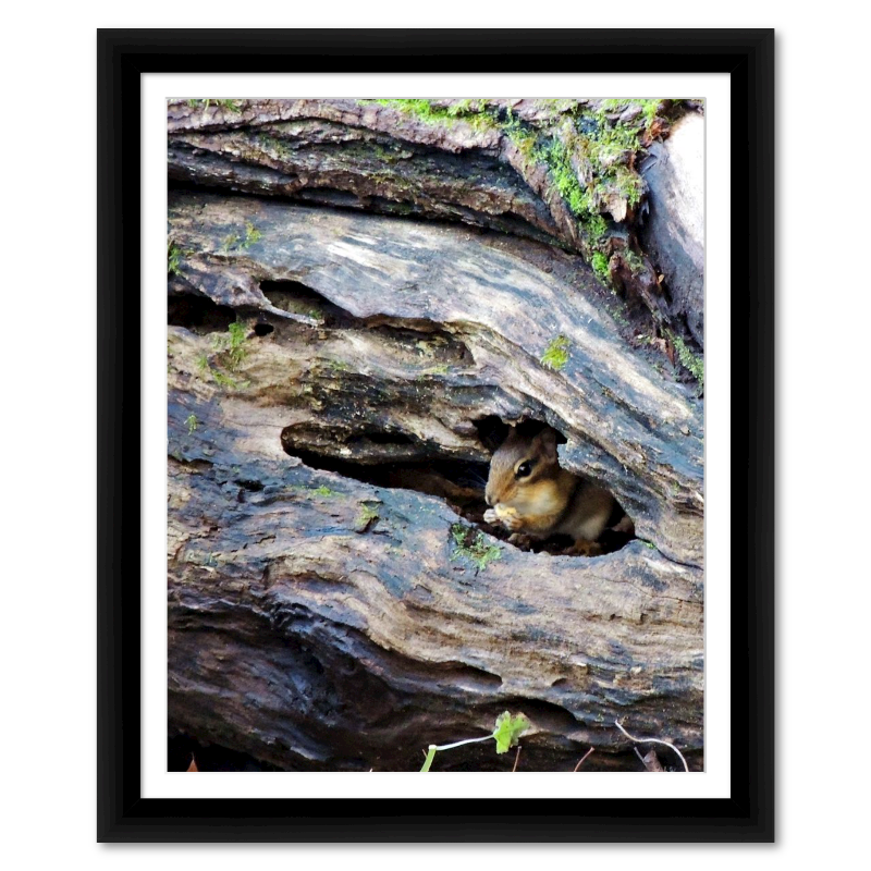 Covert Snacking Squirrel