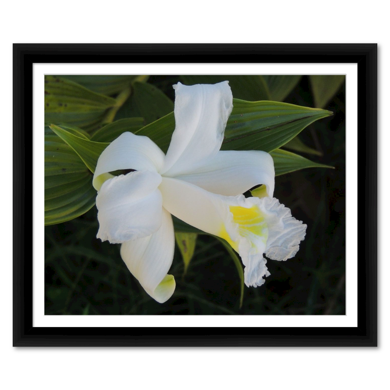Tropical Lily from Costa Rica