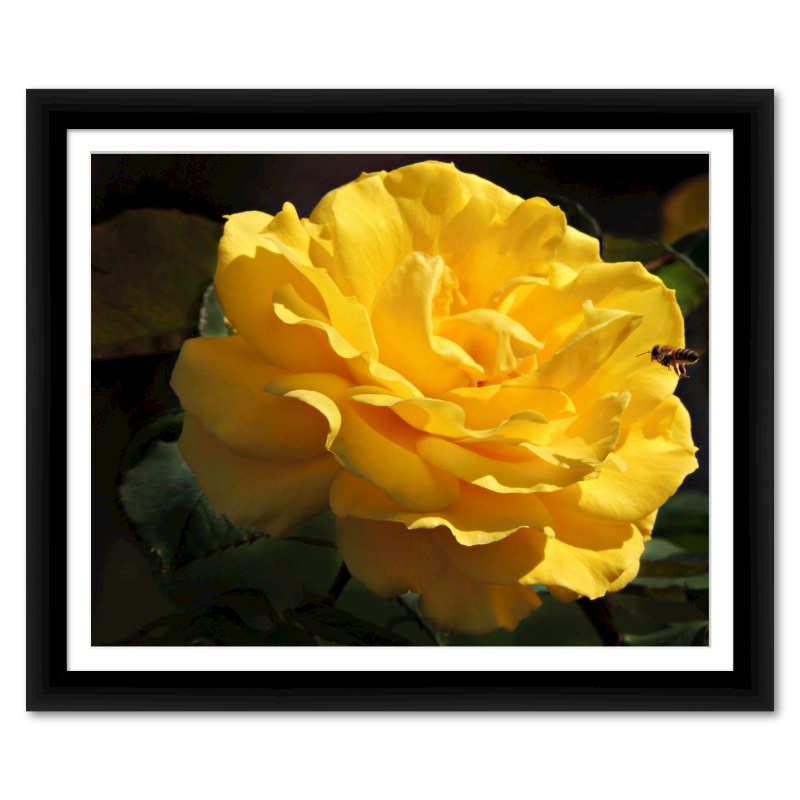 Incoming Bee to Pollinate