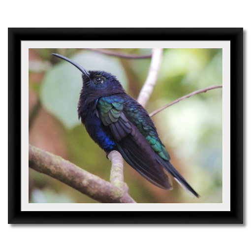 Purple, Blue, and Green Hummingbird