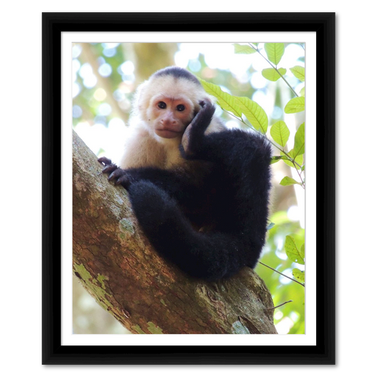 Costa Rican White-Faced Capuchin