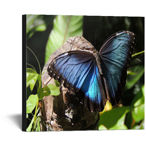Blue Morpho
