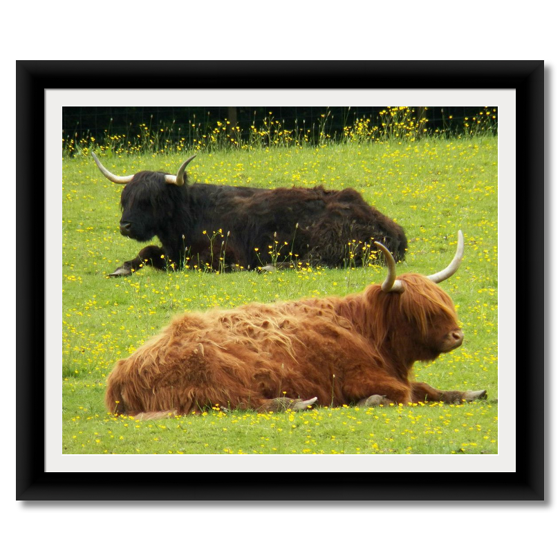 Buffalos Resting in a Field of Flowers in Scotland