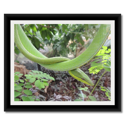Green Vine Snake
