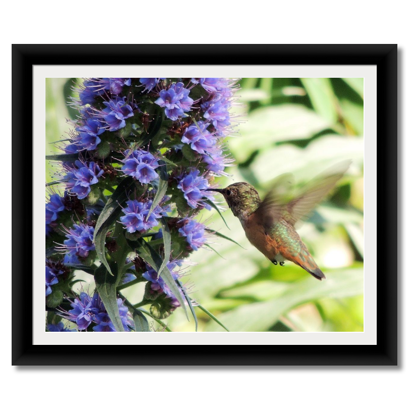 Hummingbird Action Shot