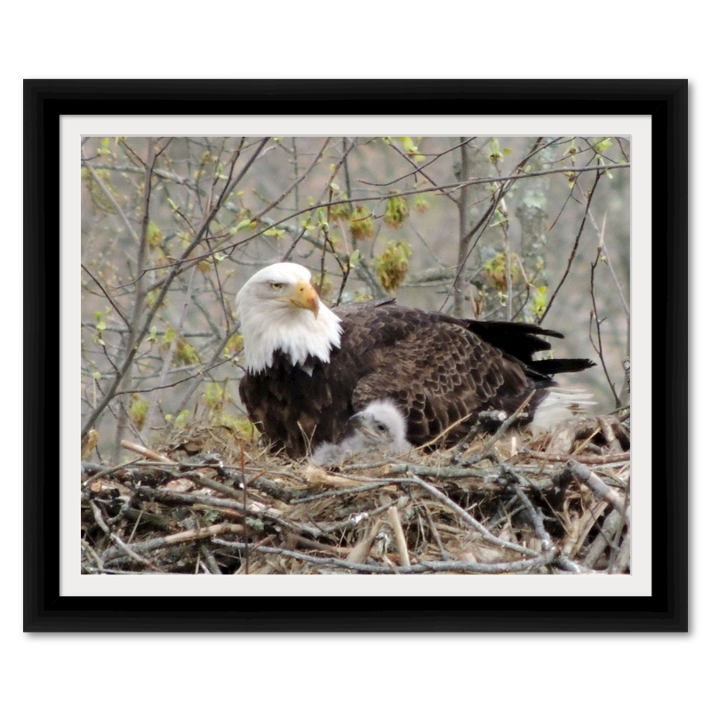 Eagle and Eaglet