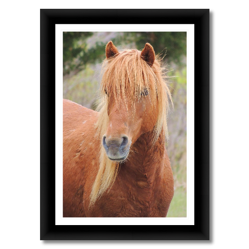 Wild Pony from Assateague Island