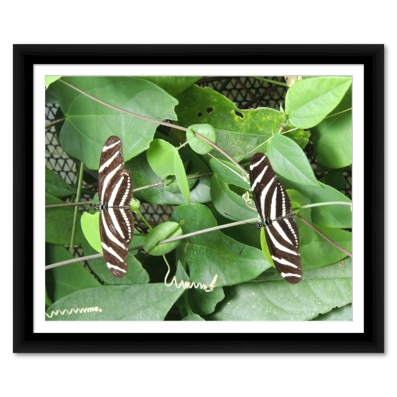 Two Zebra Longwing Butterflies