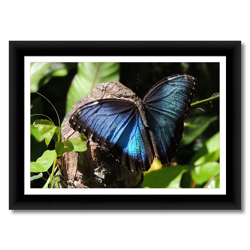 Blue Morpho