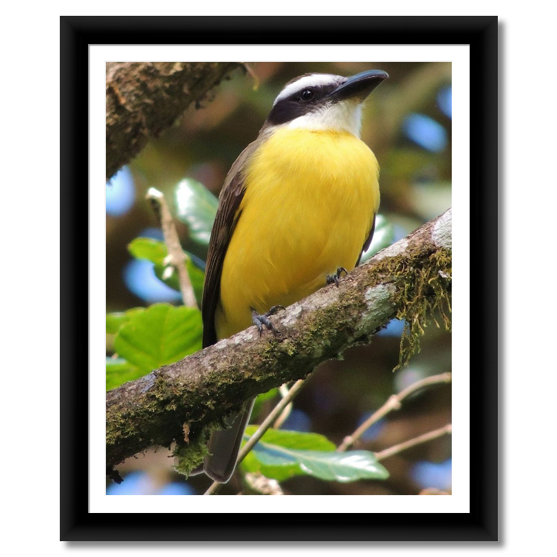 Boat-billed Flycatcher