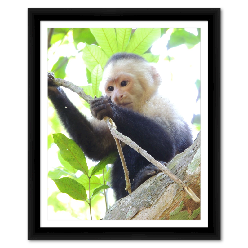 Costa Rican White-Faced Capuchin