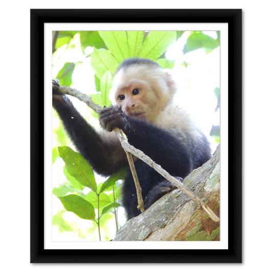 Costa Rican White-Faced Capuchin