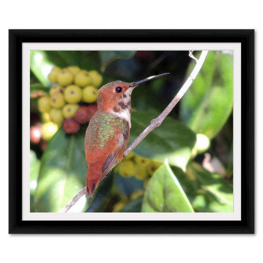 Rufous Hummingbird