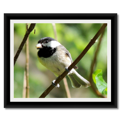 Black-capped Chickadee