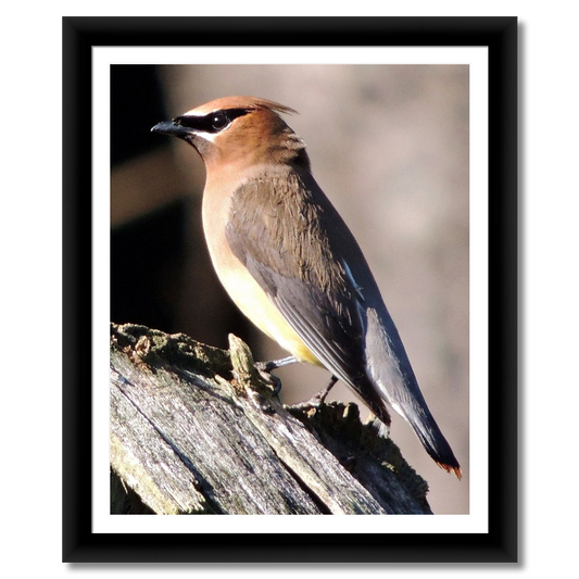 Cedar Wax Wing