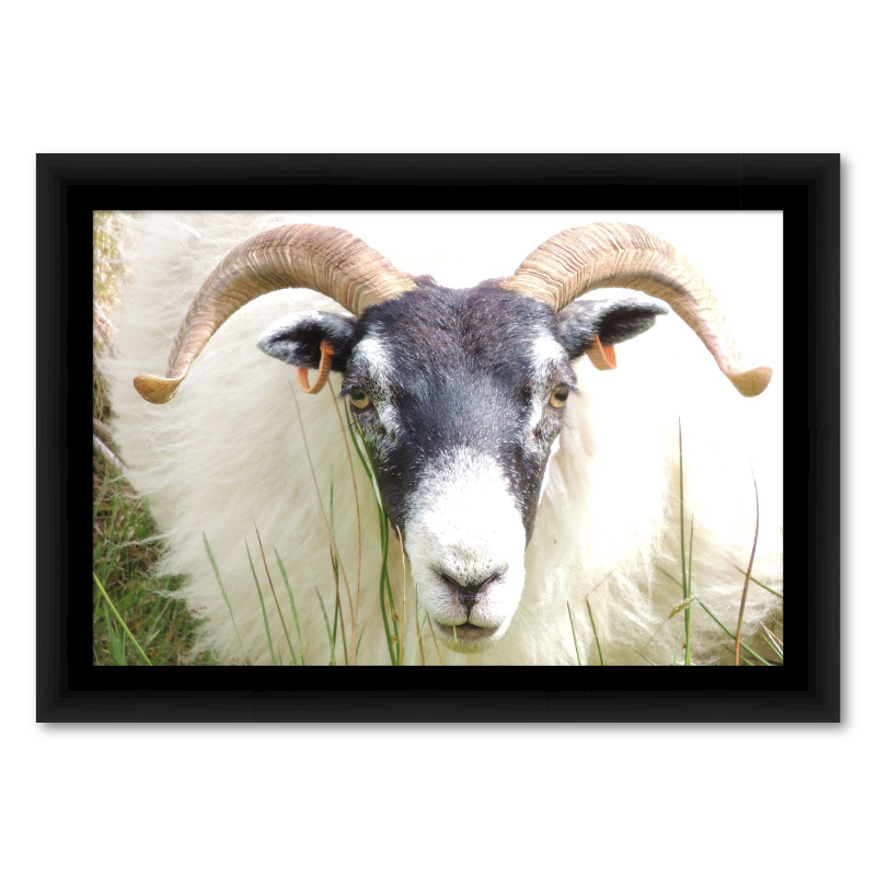 Scottish Blackface Sheep