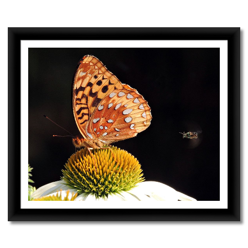 Butterfly with a Bee Coming to Share the Pollen