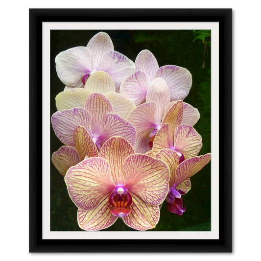 Orchid Cluster