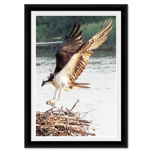 Adult Osprey In for a Landing