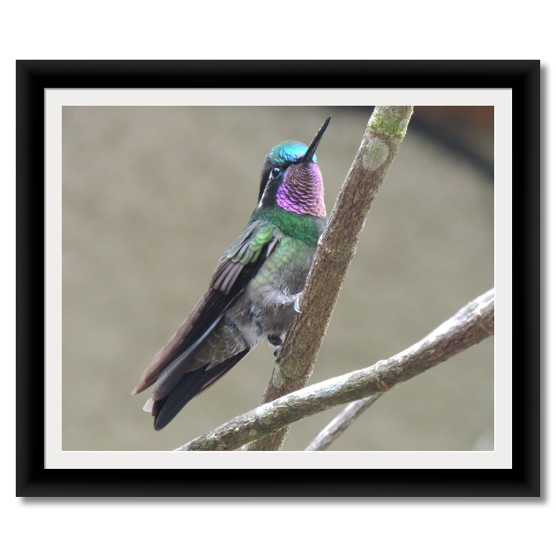 Beautiful Hummingbird