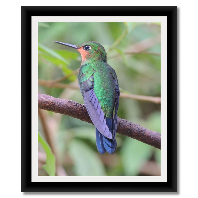 Green Crowned Brilliant Hummingbird