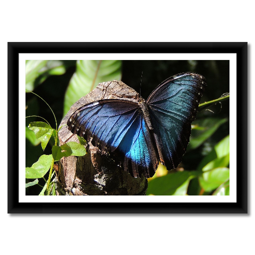 Blue Morpho
