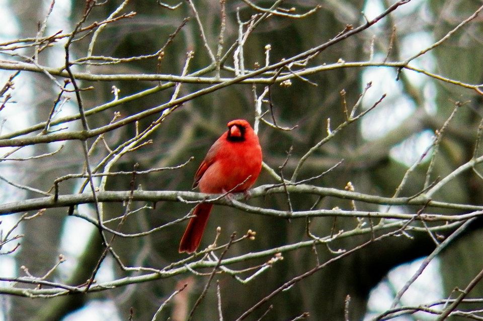 Birds of Many Feathers