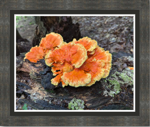 Fungus Extraordinaire