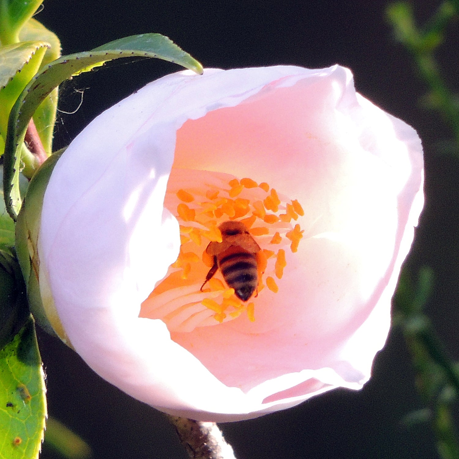 Bees, Beatles and Ladybugs