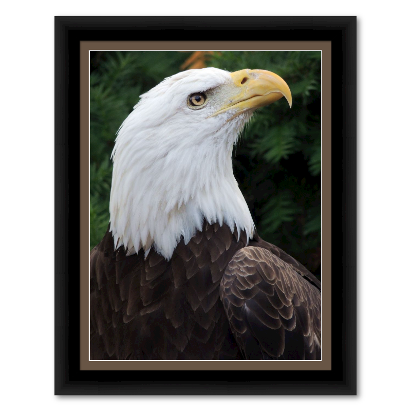 Winged Wonders