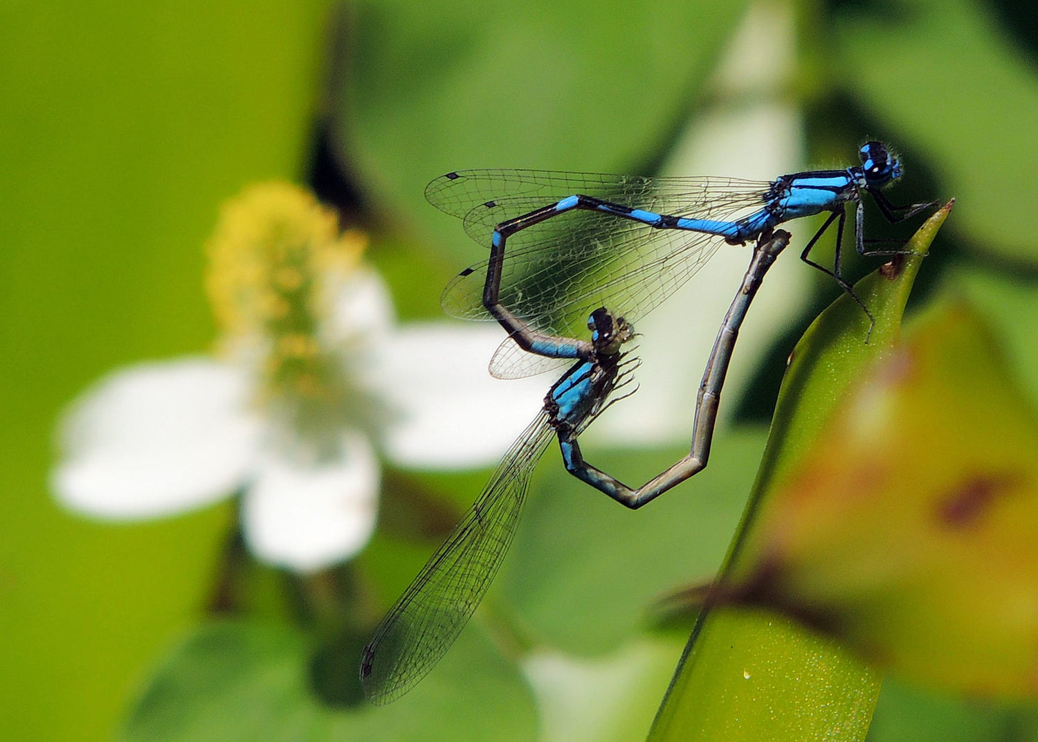 Damselflies, Dragonflies, and Butterflies