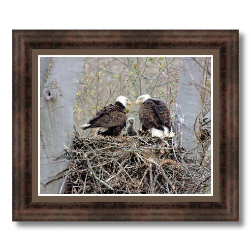 Eagle Parents