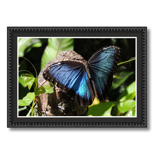 Blue Morpho
