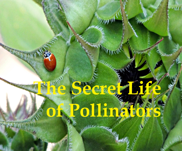 The Secret Life of Pollinators