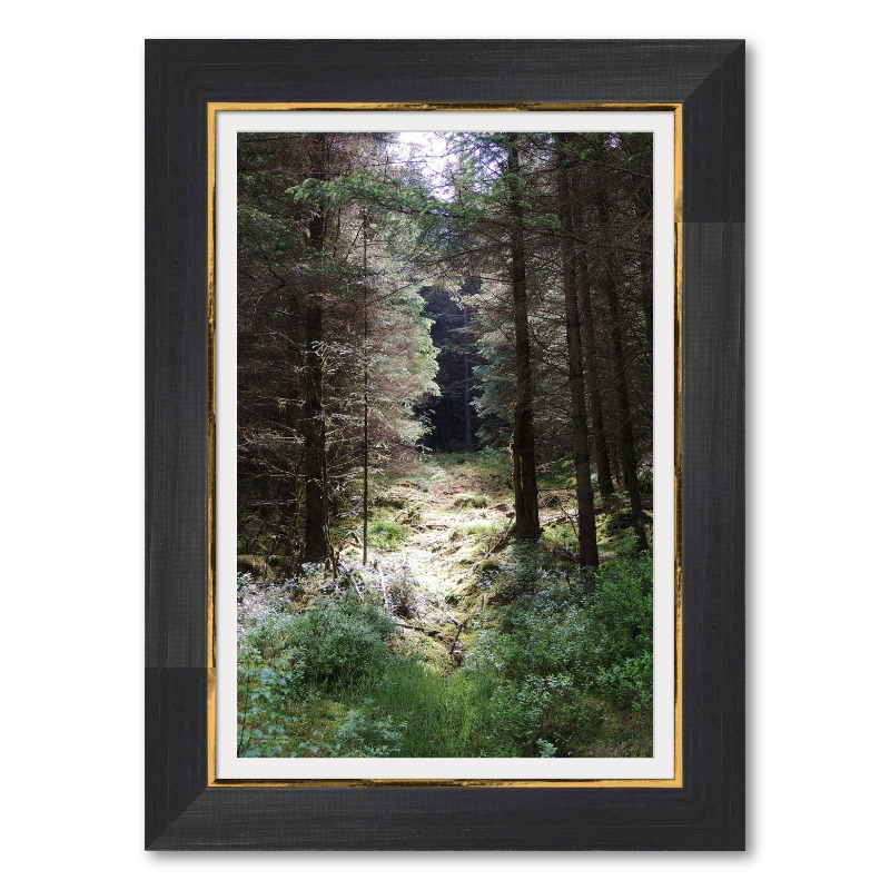 Sunlight Through the Trees - Speciality